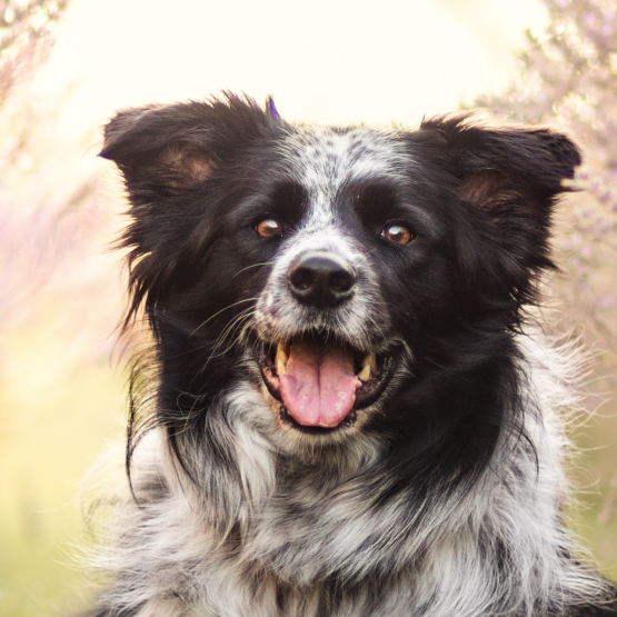 Rosie